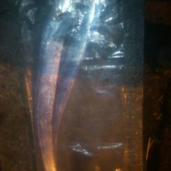 今年初物太刀魚