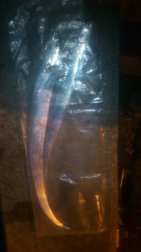 今年初物太刀魚