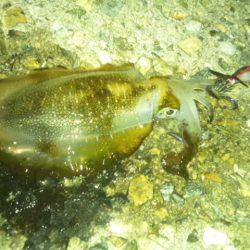 ナイターエギング