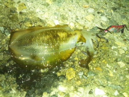 ナイターエギング