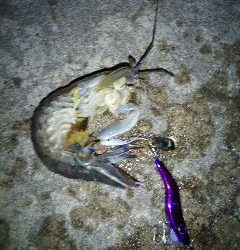 メタルマルにまさかのシャコ!!