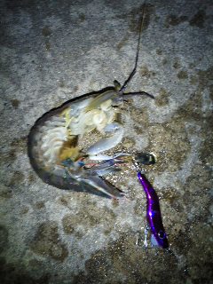 メタルマルにまさかのシャコ!!