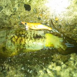 ナイターエギング