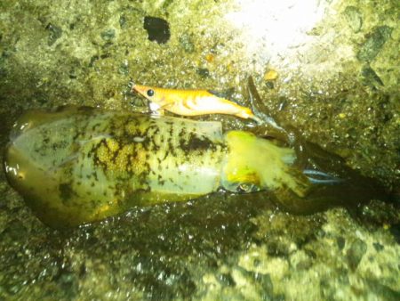 ナイターエギング