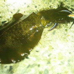 ナイターエギング