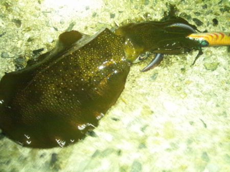 ナイターエギング