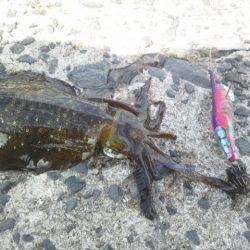 お昼休みにエギング