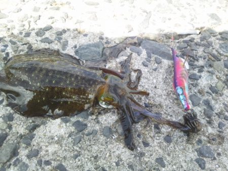 お昼休みにエギング