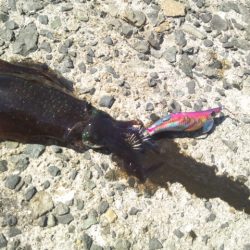 お昼休みにエギング