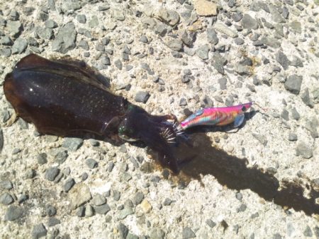 お昼休みにエギング