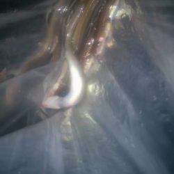 アナゴ天国　太刀魚地獄!?