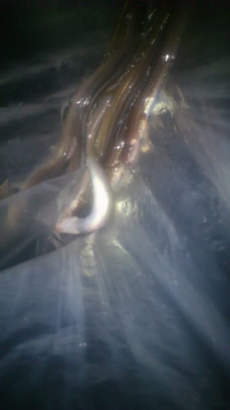 アナゴ天国　太刀魚地獄!?