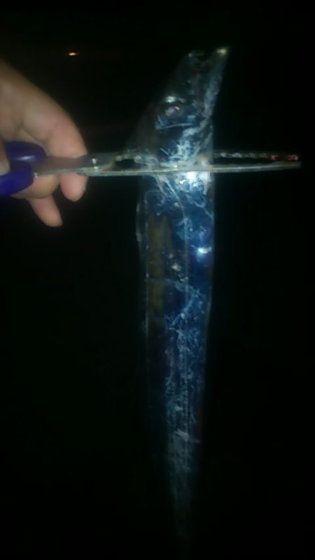 渋い;; 何とか1匹