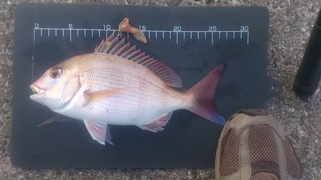 初めてタイと呼べるサイズかも…