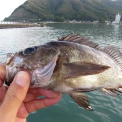 夜釣りから朝マズメ釣行　寒いのから暖かいの…