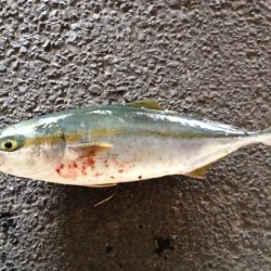 ショアジギング