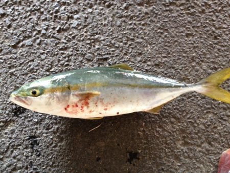 ショアジギング