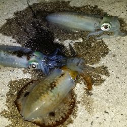 爆弾低気圧　の　前兆・・・。