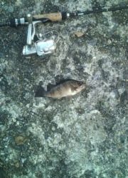 アオリ＆メバル