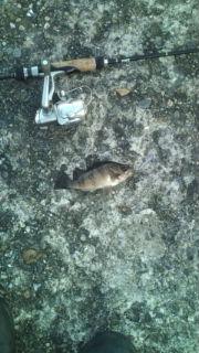 アオリ＆メバル