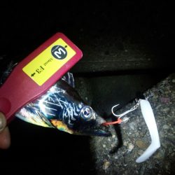 先週とは違い、激渋！