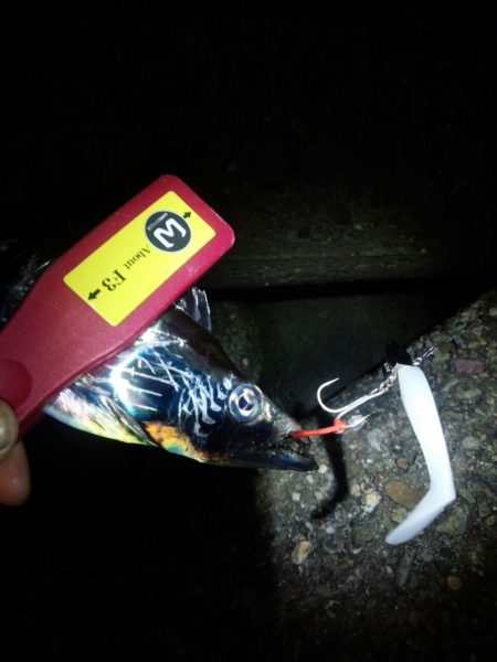 先週とは違い、激渋！