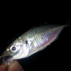 秋アオリ4回目!!!今回は『アジ時々アオリ』