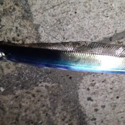 サバ！タチウオ！