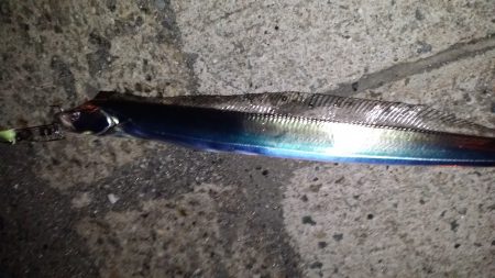 サバ！タチウオ！