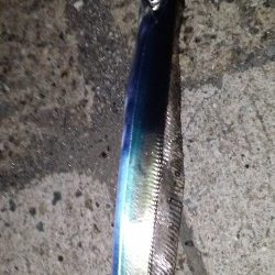 サバ！タチウオ！