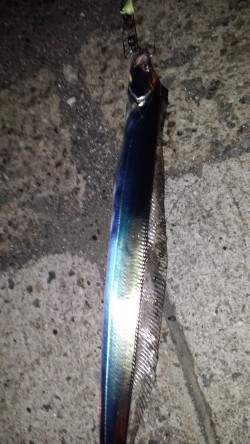 サバ！タチウオ！