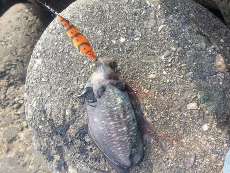 秋アオリ5回目!!!今回は『好調or不調?…