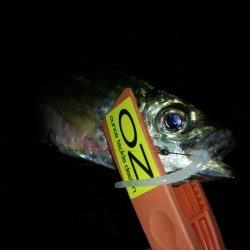 尺超え、アジング！