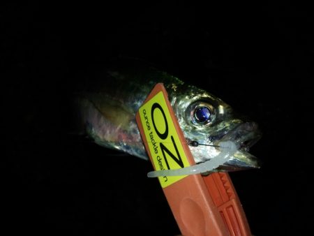 尺超え、アジング！