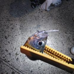 ソルトゲーム３目達成！？