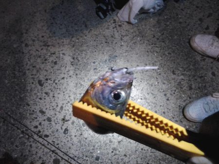 ソルトゲーム３目達成！？