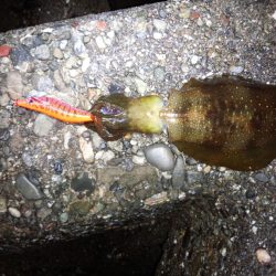 まだまだ、小さい！