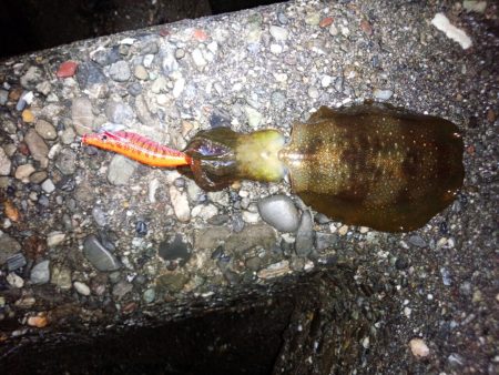 まだまだ、小さい！