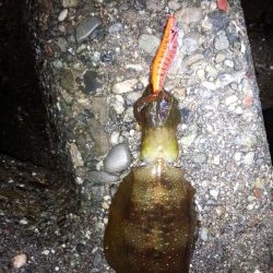 まだまだ、小さい！