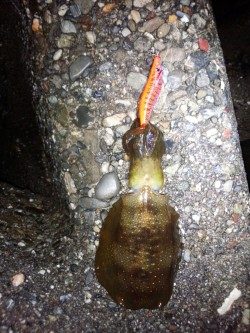 まだまだ、小さい！