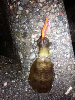 まだまだ、小さい！