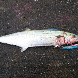 ダイソージグでタチウオ！