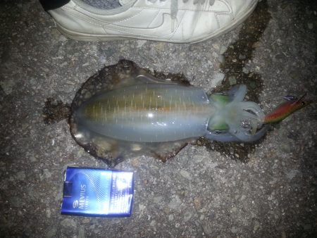 激流ベランダエギング