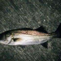 シーバスゲット！