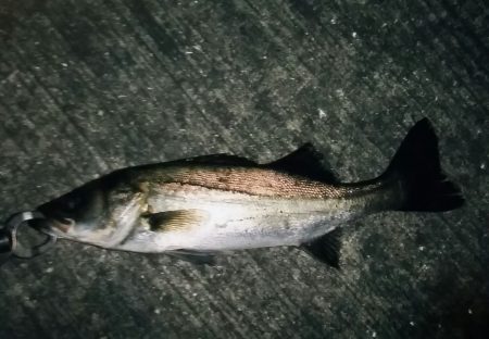 シーバスゲット！