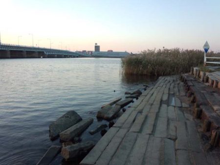 海老江公園　ハゼ育ってます