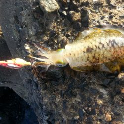 秋アオリ６回目!!!今回は『よる年波は…』