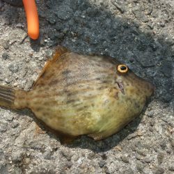 エサ取り名人狩り