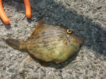 エサ取り名人狩り