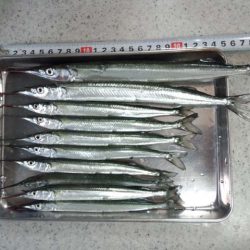 南芦屋浜　ジャンボサヨリGET!